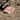 EarthCache Fossil Travel Tag - Archaeopteryx