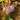 EarthCache Fossil Travel Tag - Dilophosaurus
