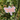 EarthCache Fossil Travel Tag - Meganisoptera