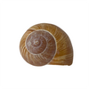 Snail Shell Devious Cache Container
